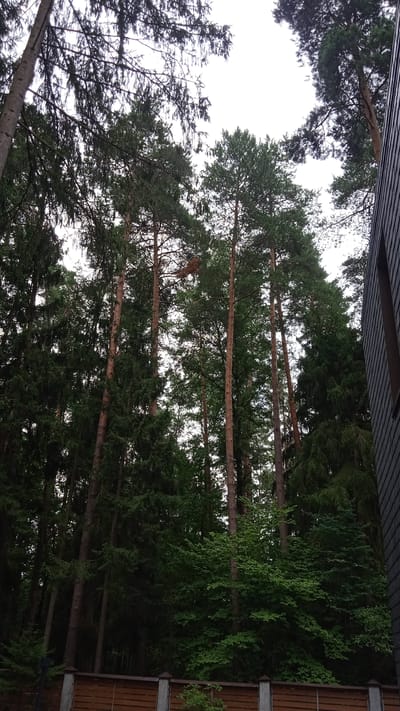 The image depicts a view looking up at tall pine trees and other foliage within a forest setting. On the right side of the image, the dark, textured siding of a building is visible. In the foreground, a wooden fence with concrete posts spans horizontally across the bottom of the frame. The sky is overcast and bright. The scene appears to be located in the city of Sosny, Russia. There are no people or animals visible in the image, and no discernable actions or interactions are taking place.