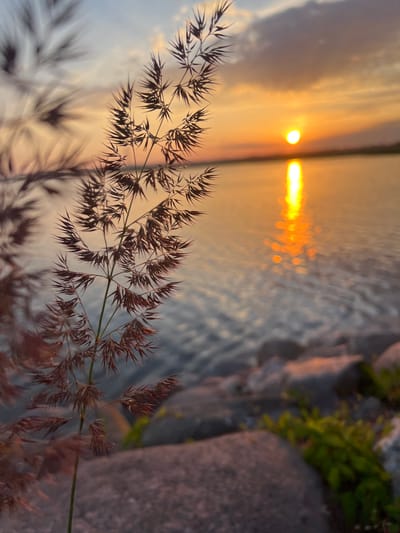 The image depicts a close-up of dry grass stalks in the foreground, with a body of water and a sunset in the background. The grass is silhouetted against the warm hues of the setting sun, which casts a shimmering reflection on the water's surface. The sky is a blend of orange, yellow, and pale blue, with some clouds. The water appears calm, with ripples visible near the shore, which is lined with rocks and some greenery. The overall scene evokes a sense of tranquility and natural beauty. The location is Nasva alevik, Estonia.