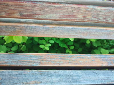 The image shows a close-up view of weathered wooden slats of a bench, with vibrant green foliage visible through the gaps between the slats. The wood appears to be aged, with a rough texture and visible grain. Some slats show a reddish-brown hue, while others have a weathered, grayish-blue tone with hints of the original color peeking through. The foliage is lush and appears to be a bush or tree, with many small, bright green leaves. The lighting suggests it is daytime, and the leaves are well-lit, indicating good visibility. There are no people or specific events depicted. The overall impression is a natural, outdoor setting, possibly a park or garden, where the bench is situated. The focus is on the textures of the wood and the contrast between the weathered material and the fresh greenery. The image does not contain any visible text. The location context is Kaluga, Russia.