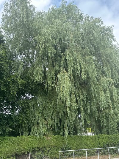 A weeping willow tree dominates the frame, its long, drooping branches covered in slender green leaves. Behind the willow, to the left, is a dense cluster of other green trees with more compact foliage. A neatly trimmed green hedge runs across the lower portion of the image, forming a visual barrier. Beyond the hedge, a silver metal railing with vertical posts is visible, suggesting a boundary or walkway. The sky above is a mix of white clouds and hints of blue. The scene appears to be an outdoor setting, likely in a residential or park area, potentially in Tuntenhausen, Germany, given the typical landscaping and architectural elements present. There are no people or animals depicted in the image.