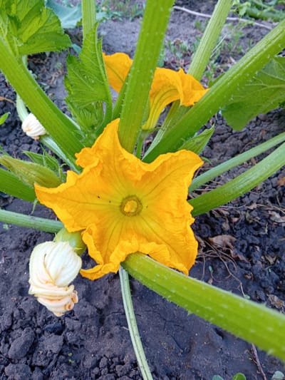 The image shows a close-up view of a blooming zucchini plant in a garden. A large, vibrant yellow zucchini flower is prominently featured in the center, its petals unfurling to reveal a small, circular center. To the left of the main flower, there are two developing white zucchini blossoms, one partially open and the other still tightly closed. The plant's thick, green, ribbed stems and leaves are visible, with a slightly fuzzy texture and small, sharp prickles. The background consists of dark, rich soil, interspersed with a few dry leaves and small, scattered weeds, suggesting an outdoor, rural or semi-rural setting. The lighting appears natural, indicating the photo was taken during the daytime. There are no people or animals present in the image. The scene is located in the city of Dubossary, Moldova.