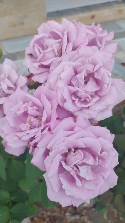 A close-up, vertical, eye-level shot showcases a cluster of light purple roses against a blurred background. The roses are in various stages of bloom, with multiple layers of delicate petals. Some petals show slight browning or imperfections. Green leaves are visible beneath and around the flowers. The background suggests an outdoor setting, possibly a garden or yard, with hints of a textured wall or paving stones and gravel on the ground. The image does not contain any people or discernible activities. The specific location in Νέα Κερασιά, Greece, is not identifiable from the visual elements presented in the image.