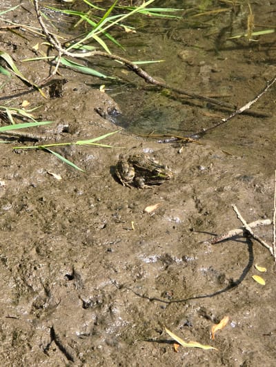A frog is sitting on muddy ground near the edge of a body of water. The frog is in the center of the image, facing slightly to the right. It is a small, brown frog with green markings on its back and legs. The ground is covered in wet mud, with some blades of grass and twigs scattered around. In the background, the water is murky and shallow, with some plant life visible beneath the surface. The scene appears to be a natural habitat for frogs, such as a pond, stream, or marsh. There is no information about the location in the city of Buchino, Bulgaria.
