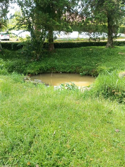 A small, still pond reflects sunlight, bordered by tall green grass and verdant groundcover. Mature trees with thick trunks stand behind the water, providing shade. A trimmed green hedge extends across the background, with glimpses of a white fence and the roof of a building beyond. A parked white vehicle is visible on the left side of the image. The scene evokes a sense of natural serenity.