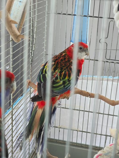 A colorful parrot, likely a rosella, is perched inside a birdcage. The parrot has a red head and chest, with a mix of green, yellow, and black feathers on its body. Its wings are fanned out, showcasing the vibrant colors. The cage is made of metal bars and contains wooden perches and what appears to be a blue water dispenser. The background is out of focus, suggesting the photo was taken indoors or in a shaded area. Another parrot's head, mostly red, is visible in the lower part of the image, out of focus. The image has a slightly blurred quality due to the cage bars and possibly a reflective surface. No visible text is present.
