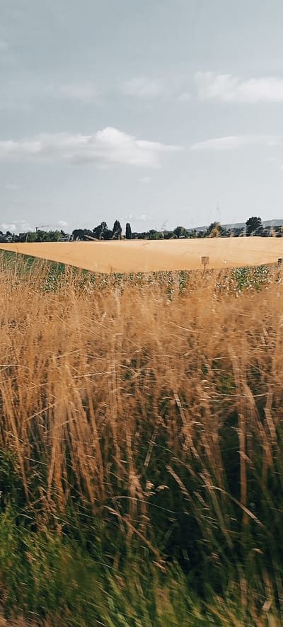 The image depicts a view of agricultural fields and distant buildings in Leutenbach, Germany. In the foreground, tall, dry grass is blurred due to motion, suggesting the photograph was taken from a moving vehicle. Beyond the grass, a large, golden field, likely of ripe grain or crops, stretches across the mid-ground. A small area of green plants is visible in front of the golden field, suggesting a different type of crop or vegetation. In the background, a line of trees and various structures, including houses and what appears to be a construction crane, are visible against a pale, cloudy sky. A signpost is present in the golden field. The overall scene is pastoral and rural.