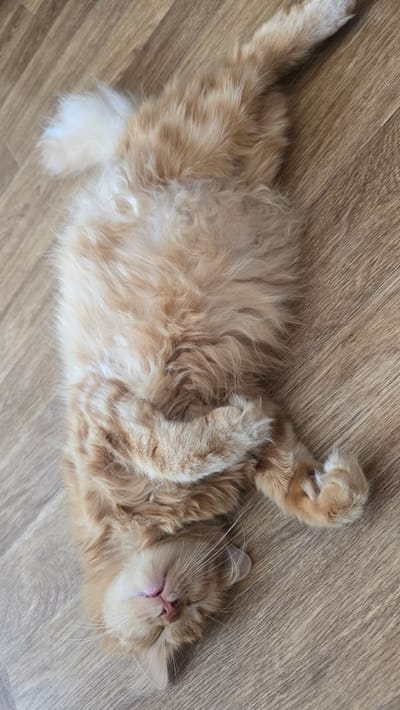 A fluffy orange cat is sleeping on a wooden floor. The cat is lying on its back with its paws in the air. Its eyes are closed and its mouth is slightly open, revealing a pink tongue. The cat's fur is long and appears to be very soft. The wooden floor is light brown with a wood grain pattern. The scene appears to be indoors, possibly in a home. The lighting suggests it might be daytime, but there are no direct light sources visible. The overall mood is peaceful and relaxing, given the cat's deep sleep. There is no visible text in the image.