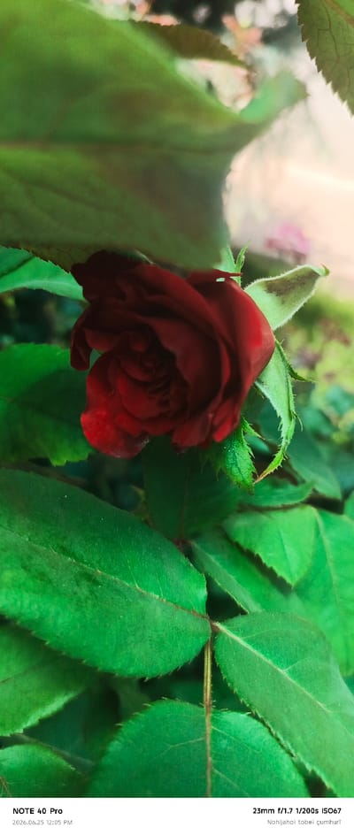 This is a close-up, vertical shot of a dark red rosebud nestled amongst vibrant green leaves. The rosebud is the clear subject, its petals tightly furled, with delicate veins visible. A small, fuzzy green sepal is visible to the right of the rosebud, also with fine hairs. The leaves surrounding the rose are lush and textured, with some appearing to have water droplets, suggesting a recent watering or dew. The lighting suggests it is daytime, possibly morning or late afternoon due to the soft, diffused light that highlights the textures of the petals and leaves without harsh shadows. The background is softly blurred, with hints of other foliage and a pale, possibly pinkish hue, indicating a garden or natural outdoor setting. The overall mood is serene and natural, focusing on the delicate beauty of the rose.

Visible text at the bottom of the image indicates the device used for capture: "NOTE 40 Pro" and the date and time "2026.06.25 12:05 PM". Further text provides camera settings: "23mm f/1.7 1/200s ISO67" and a phrase in what appears to be Turkish: "Nohijahoi tobei çumhurī".