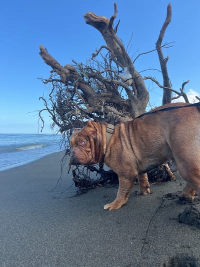 A brown dog with light blue eyes stands on a dark sand beach near the ocean in Shekvetili, Georgia. The dog is wearing a tan harness and a black leash. Behind the dog, a large, weathered tree root system is exposed on the beach, with some plastic debris tangled in its branches. The ocean water is visible in the background with small waves. The sky above is clear blue.
