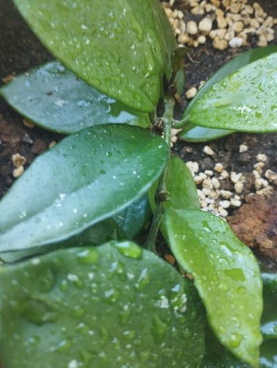 A close-up, overhead shot shows several glossy, dark green succulent leaves with water droplets on their surfaces. The leaves are clustered around a central stem, which is thin and brown with small buds. The background consists of dark soil interspersed with small, light-colored pebbles and a piece of reddish-brown bark. The image is well-lit and the focus is on the texture and detail of the leaves. The location is not specified in the image itself, and there is no indication of a city or country.
