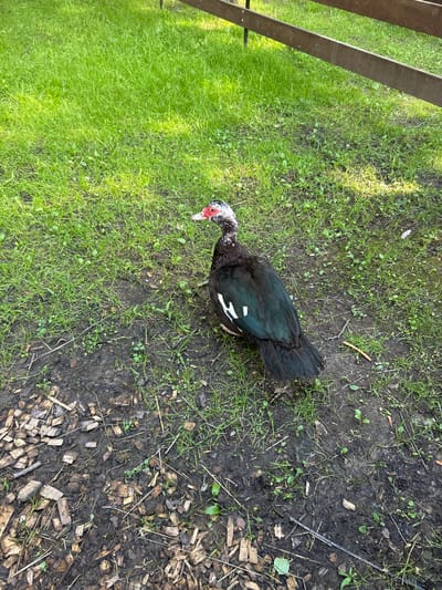 A Muscovy duck with black and white plumage and a red warty face stands on a patch of ground in Lapshinka, Russia. The ground is a mix of green grass, dark soil, and wood chips. To the left of the duck, a wooden fence runs along the edge of the frame. The duck is facing towards the left, with its head lowered. The lighting suggests it is daytime, and the shadows indicate a sunny or partly sunny day. The scene appears to be outdoors in a rural or semi-rural setting, possibly a yard or park. There is no visible text in the image.