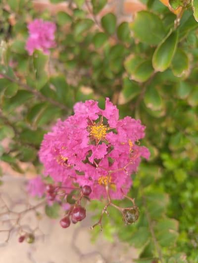 A close-up, slightly blurred shot of a vibrant pink crape myrtle flower in full bloom, with its delicate, ruffled petals and bright yellow stamen. The flower cluster is the focal point, positioned slightly right of center. Surrounding the bloom are out-of-focus green leaves and branches, suggesting a garden or natural setting. In the foreground and to the left, there are several dark red buds and a single green seed pod, indicating the lifecycle of the plant. The background is a soft blur of green foliage and a hint of a light-colored surface, possibly a path or wall, with a reddish brick structure visible at the top left. The image appears to be taken outdoors in Phan Thiết, Vietnam, likely in a residential garden or public park. There are no people or animals present.