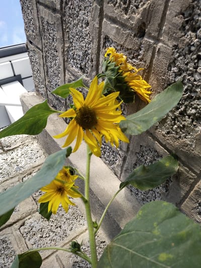 A low-angle, close-up photograph captures a cluster of sunflowers growing against a textured gray cinder block wall. The sunflowers, in various stages of bloom, exhibit bright yellow petals and dark brown centers. One large sunflower dominates the foreground, its petals slightly wilted. Another smaller sunflower is visible below and to the left, with a bud also present on the stalk. The wall itself shows the rough, porous surface of the cinder blocks, with vertical grooves running down its face. Sunlight casts shadows on the wall, highlighting its texture. To the upper left of the frame, a sliver of blue sky and a white, modern building structure are visible. The scene appears to be an outdoor environment, possibly a garden or patio area. No people or animals are present. The image was taken in Ikkiaul, Uzbekistan.