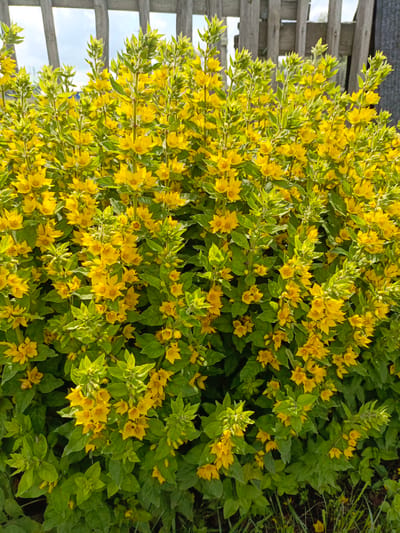 In a garden located in Novoznamenskaya 1-Ya, Russia, a dense cluster of flowering plants with bright yellow star-shaped blossoms and vibrant green leaves dominates the frame. The plants are positioned in front of a weathered wooden fence, with hints of blue sky and clouds visible above. The foreground shows some grass and soil. The image captures a sunny day, with the sunlight illuminating the flowers and foliage, creating a cheerful and verdant scene.
