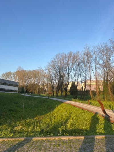 The scene depicts an outdoor park or green space in Guimarães, Portugal, under a clear, bright blue sky with no clouds. The lighting suggests a low sun angle, casting long shadows from the right foreground towards the left and across portions of the grassy areas, indicating either early morning or late afternoon.
In the immediate foreground, a textured paved surface (possibly cobblestone or block paving) is partially visible and covered in shadow. Immediately beyond this, a broad expanse of unkempt green grass, showing varying heights and small white wildflowers, slopes gently upwards and across the frame. The grass is illuminated by direct sunlight on the right side and extends into shadow on the left.
A winding pedestrian pathway, composed of light-colored aggregate material framed by dark, possibly corten steel, edging, traverses the mid-ground from the left and curves towards the right, disappearing into the distance. Several modern, slender lampposts with dark finishes are spaced along the left side of this pathway.
Along the path and forming a natural barrier is a dense line of tall, deciduous trees with bare branches, indicating either winter or early spring. These trees extend across the middle and background of the image. Interspersed among them are a few smaller evergreen trees or bushes.
On the far left, a multi-story building with a light-colored facade, featuring horizontal bands and visible windows, stands partially obscured by foreground foliage. In the mid-ground, to the left of the path, two indistinct human figures are visible. They appear to be seated or reclining on the grassy slope, wearing light-colored clothing. Their specific features, actions, and interactions are not discernible due to distance and resolution. A reddish-brown park bench is visible beneath the trees further down the path on the right.
In the far background, behind the line of trees, other urban structures with varied colored facades are faintly discernible. A decorative, curved, reddish-brown metal structure is present in the immediate right foreground, partially cut off by the frame.