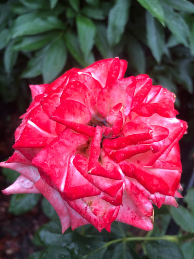 A close-up, top-down view captures a vibrant, bi-colored rose, predominantly red with streaks of white, set against a softly blurred background of dark green leaves. The rose's petals are tightly furled, revealing intricate layers and subtle water droplets clinging to their surfaces. The lighting is diffused, suggesting an overcast day or shade, which highlights the delicate texture of the petals and the dew-kissed effect. The overall impression is one of natural beauty and a moment captured in time within a garden or natural setting. The location is identified as Radomyshl, Ukraine.