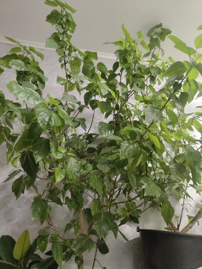 A flourishing hibiscus plant dominates the frame, its vibrant green leaves densely packed and reflecting light. The plant's brown branches extend, supporting the abundant foliage. A black pot is visible, indicating a container-grown plant. The background showcases a wall with a slightly textured surface, offering a neutral backdrop for the lively plant. Overall, the image captures the beauty and vitality of the hibiscus, highlighting its lush green leaves and strong branching structure.