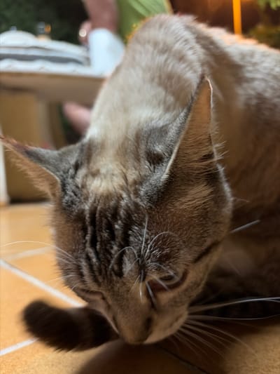 A close-up, low-angle, eye-level shot captures a domestic cat with brown and grey tabby markings. The cat is facing downwards, obscuring its face, and appears to be grooming or interacting with the ground. Its whiskers are long and white, and its ears are pointed. The environment is an outdoor patio with orange-tiled flooring. In the blurred background, a person in a green shirt is visible, along with a white surface that could be a table or a bench. The lighting suggests it may be evening or night, with a yellow light source in the far background. The image does not provide specific details about the city of Orihuela, Spain.