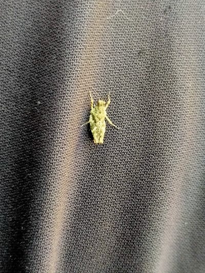 The image shows a small, light-green insect with long legs and antennae, positioned on a dark grey textile surface. The insect appears to be a grasshopper, with a textured, segmented body. The surface of the textile appears to be made of a tightly woven fabric, with a slight sheen. The texture of the surface suggests it is a piece of clothing. The scene is illuminated by natural light, casting a shadow from the insect's body. The location of Kecamatan Sambirejo, Indonesia, with coordinates -7.512 latitude and 111.103 longitude, provides contextual information, suggesting a possible outdoor setting where the insect may have been observed. However, the exact environment and the specific action or interaction involving the insect cannot be determined based on the image alone.