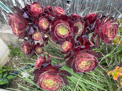 The image is a close-up, overhead shot of a cluster of Aeonium 'Zwartkop' succulents. The rosettes are a deep burgundy color on the outer leaves, transitioning to a lighter pink and then a pale green in the center. Some of the rosettes are fully open, revealing their layered structure, while others are more tightly closed. The succulents are growing outdoors, with thin, green grass and other green foliage visible in the foreground and background. A blurred wire fence can be seen in the upper portion of the image, suggesting the plants are in a garden or outdoor setting. The lighting suggests it is daytime. The location is Bormes-les-Mimosas, France, a town known for its floral displays and Mediterranean climate.
