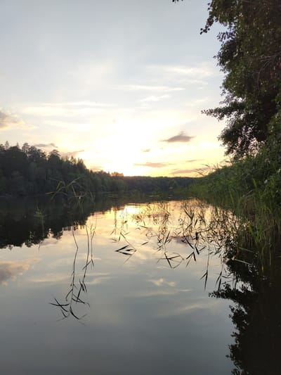 The image depicts a serene natural landscape at sunset, likely near Kichery, Russia. The sky is a pale blue, transitioning to soft oranges and yellows near the horizon, where the sun is setting. Wispy clouds are scattered across the sky. A dense line of dark green trees forms a forest along the distant bank of a calm body of water. The water itself is dark and reflective, mirroring the sky and the treeline, creating a symmetrical effect. Reeds and tall grasses grow along the near bank, with some of their stalks protruding from the water and casting reflections. The overall scene is tranquil and evokes a sense of peaceful solitude. There are no people or animals visible in the image, nor any man-made structures or objects. The composition is dominated by natural elements, with the water and sky taking up significant portions of the frame.