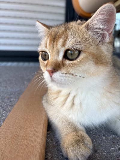 A close-up, eye-level shot features a young cat with golden fur and green eyes, looking to the left with its head tilted slightly. The cat's right ear is visible, with fine hairs protruding. The background consists of a horizontally slatted, light-colored blind, with a dark band below it. In the foreground, a light brown wooden plank rests diagonally on a grey, speckled surface that appears to be concrete. The scene is illuminated by natural light, casting soft shadows. There is no indication of the city of Bönnigheim, Germany in the image.
