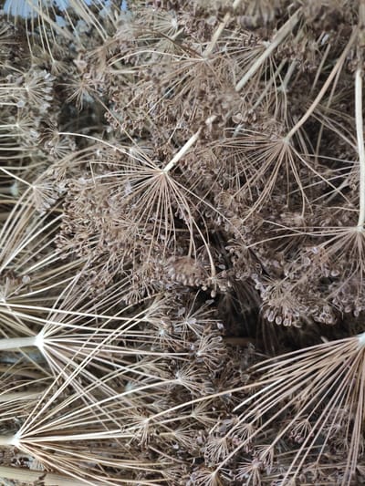 The image is a close-up, overhead view of dried dill seeds and flower heads. The seeds are small, oval-shaped, and a dark brown color, clustered together on thin, desiccated stalks. The stalks radiate outwards from central points, creating a fan-like effect. The overall color palette is muted browns and tans, with some lighter highlights where the light catches the dried plant material. There are no people or any other objects visible in the image. The setting appears to be indoors or a sheltered outdoor space where dried herbs are stored, as there are no environmental factors like wind or direct sunlight that would suggest an open natural environment. The image was taken in Prigorodnyi, Russia.