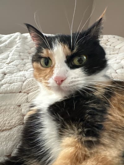 A calico cat is lying on a white, textured surface, possibly a blanket or cushion. The cat has a mix of black, white, and orange fur. Its eyes are light green. The cat is facing the camera, but its head is tilted to the side.
The scene appears to be indoors, with a neutral-colored wall in the background. The location is not discernible from the image alone.