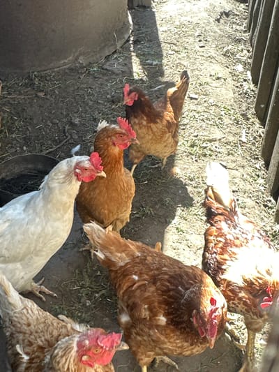 The image shows a flock of six chickens in an outdoor enclosure. The chickens are various shades of brown and white, with red combs and wattles. One chicken, predominantly white, is in the foreground to the left. To its right, a brown and white chicken is partially visible. In the center of the image, a light brown chicken with a prominent red comb faces left. Behind it, a darker brown chicken faces away from the camera. Two more brown and white chickens are visible in the background, one facing right and the other facing away. The ground is covered in dirt, dry grass, and some scattered debris. To the left, a portion of a large, gray, cylindrical object, possibly a water trough or bin, is present. To the right, a wooden fence runs vertically. The lighting suggests it is daytime, with shadows cast by the chickens and the fence. The scene appears to be a farmyard or backyard area in Novoyeniseyka, Russia, likely a rural setting given the presence of chickens and a simple wooden fence.