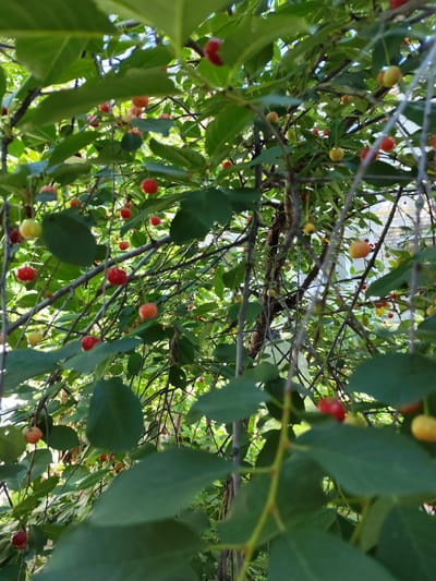 The image depicts a close-up view of a cherry tree laden with ripe and unripe cherries, interspersed with green leaves. The cherries vary in color from bright red to a yellowish-orange hue, indicating different stages of ripeness. The tree branches are visible, some thicker and darker, suggesting the main structure of the tree, while others are thinner and lighter. The foliage is dense, creating a dappled light effect as sunlight filters through the leaves. In the background, elements of a domestic environment can be discerned, including what appears to be a brick wall and possibly a building with a window, suggesting an outdoor setting in a residential area. The scene is consistent with a backyard or garden in Volsk, Russia, where fruit trees are common. There are no people or animals present in the image. The focus is on the natural elements of the cherry tree and its fruit.