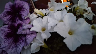 The image shows a close-up of purple and white petunias in a garden. The purple petunias on the left are darker with intricate veining, while the white petunias in the center and right are lighter and more open. The background is dark and blurred, suggesting it is either evening or a shaded area. There is a hint of orange light in the upper right corner, possibly from an artificial source or a sunset. The image does not provide any specific information about the city of Stowbtsy, Belarus, or any people present.