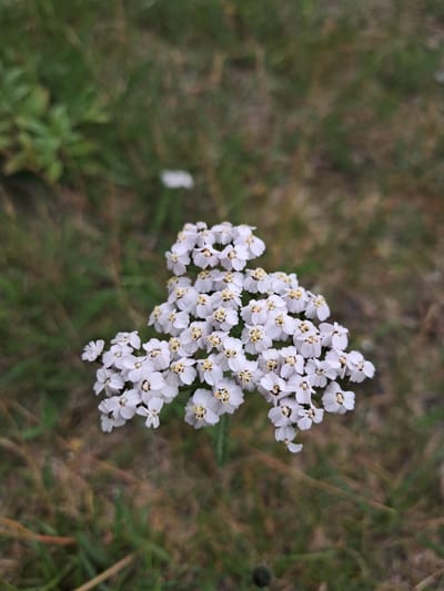 A close-up, high-angle shot captures a cluster of small, white flowers with yellow centers, likely yarrow, growing in a grassy area. The flowers are the primary subject, positioned slightly off-center to the right. The background consists of out-of-focus green and brown grass, suggesting an outdoor environment. No people or actions are depicted. The image was taken in Oss, Netherlands.