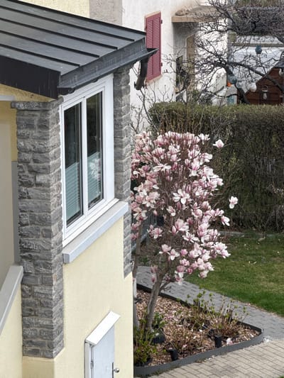 The image presents an exterior scene within the city of Visp, Switzerland, capturing a portion of a building facade and an adjacent garden. On the left, a section of a building features a light yellow stucco wall, with its corner clad in grey, rough-hewn stone blocks. A dark, ribbed metal roof overhangs this section, equipped with a dark brown gutter and a vertical downspout. Below the roofline, a white-framed window with two vertical glass panes shows light-colored horizontal blinds within. A light grey sill extends beneath the window. Further down the wall, a white, sloped mailbox or utility cover is attached to the stucco.

To the right of the building, a garden area is visible. A prominent magnolia tree, currently in bloom, displays numerous light pink and white flowers on its leafless branches. The tree is planted in a mulched bed, delineated by dark grey, patterned plastic edging, within which small, dormant shrubs and ground lights are present. A paved pathway constructed from light grey interlocking paver stones runs alongside this garden bed. Beyond the pathway, a patch of green grass is visible.

In the background, a dense, dark green hedge forms a boundary. Behind the hedge, parts of another lighter-colored building with a red louvered shutter are discernible, along with several bare-branched trees. One tree contains multiple hanging decorative objects. A partial view of a dark brown wooden shed is also visible in the upper right background. No individuals or active interactions are depicted in the scene.
