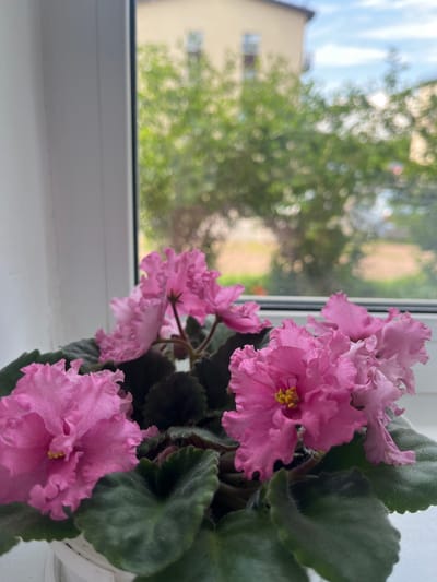 A close-up shot focuses on several vibrant pink African violets blooming in a white pot, placed on a white windowsill. The flowers, with their ruffled petals and yellow centers, are the primary subject. Behind the flowers, a window reveals a blurred outdoor scene. The view outside suggests a bright, possibly sunny day, with hints of green trees, blue sky, and a light-colored building. The soft focus of the background elements, particularly the bokeh effect on the foliage and sky, creates a dreamy, ethereal quality. The composition emphasizes the delicate beauty of the flowers, contrasting their sharp details with the abstract background. The overall impression is one of domestic tranquility, with the houseplants adding a touch of color and life to the indoor setting. The context of Shcheglovo, Russia, provides a geographical location but offers no specific visual cues within the image itself. There is no visible text in the media file.