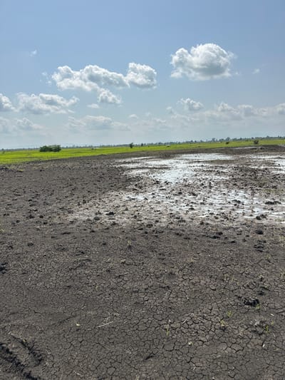 The image depicts a landscape in Lau, Nigeria, characterized by a field that transitions from cracked, dry earth in the foreground to a muddy, waterlogged area, and finally to a lush green crop in the background. The sky above is a bright blue, dotted with fluffy white clouds. The overall impression is one of agricultural land undergoing preparation or recovery from a period of wetness, with signs of recent planting or growth. No people or animals are visible in the scene.