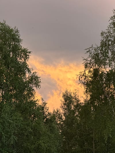 The image shows a view looking up at a sky filled with clouds during sunset. The clouds in the center are illuminated with a bright orange and yellow hue, suggesting the sun is low on the horizon. The sky above these illuminated clouds is a muted gray. Framing the scene from the sides are the dark green canopies of trees, appearing dense with foliage. These trees are silhouetted against the brighter sky. The overall impression is one of a natural landscape, possibly on the outskirts of a city. Given the context of Surgut, Russia, this scene could be depicting a view from a park or a residential area with significant tree cover, capturing the transitional light of a summer evening. No people or specific structures are visible within the frame.