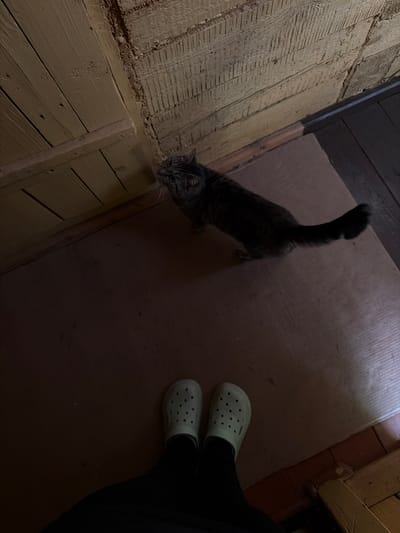 The image shows a low-angle indoor view. In the foreground, a person's feet are visible, wearing white Crocs and dark leggings. The floor is made of dark wood planks. In the mid-ground, a tabby cat is standing on a lighter-colored mat, looking upwards towards the left. The background features rough, textured wooden walls and a wooden door frame. The lighting is dim. This scene appears to be in an interior residential space, possibly a home in the city of Chaykovskaya, Russia.