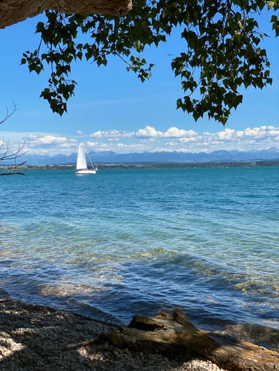 The image depicts a serene lake scene, likely in Cortaillod, Switzerland, on a clear day. In the foreground, a pebbled shoreline is visible, with a weathered piece of driftwood resting on the stones. The water is a clear, vibrant blue, with ripples reflecting the sunlight and allowing a view of the submerged pebbles near the shore.

Further out on the lake, a white sailboat with its sail fully extended is sailing calmly. In the distance, a chain of mountains forms the horizon, with a line of green trees and a hint of buildings along the shore. The sky is a bright blue, punctuated by fluffy white clouds. Overhanging branches with green leaves frame the top of the image, casting dappled shadows. The overall impression is one of tranquility and natural beauty.