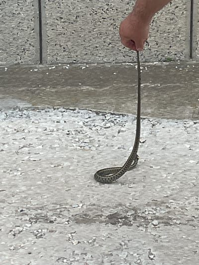 A person's hand is holding a small, dark-colored snake by its tail. The snake is coiled and hanging downwards, with its head near the ground. The background consists of a rough, textured wall and a grey, gravelly surface, possibly a path or road. The scene appears to be outdoors in a location with a somewhat utilitarian environment.
