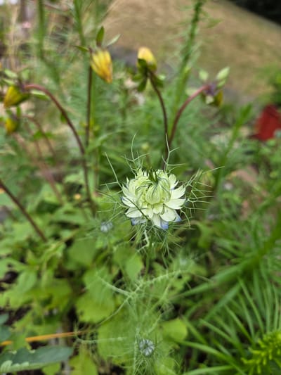 This media file is a close-up photograph of a flower with delicate, spiky, pale green petals and some darker blue accents. The flower is in the foreground and is partially unfurled, with a cluster of tightly packed petals at its center. Fine, needle-like structures extend outwards from the base of the flower and its stem, creating a feathery appearance.

In the background, out of focus, are various green plants, some appearing feathery and others with broader leaves. There are also hints of other plant elements, including what appear to be yellow flower buds on reddish stems in the lower left portion of the image. A blurred reddish object is visible in the upper left background, possibly a planter or piece of garden equipment. The lighting suggests it is daytime, with soft, diffused light illuminating the scene. The overall impression is one of a natural, outdoor setting, likely a garden. No people or visible text are present in the image. The scene evokes a sense of calm and the beauty of nature, focusing on the intricate details of the blooming flower and its surrounding foliage.