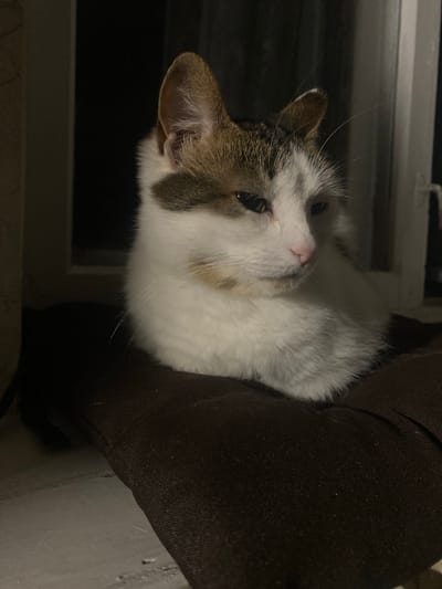 A medium shot captures a domestic cat with white and brown fur resting on a dark brown cushioned surface. The cat is positioned in the center of the frame, facing to the right with its head slightly tilted down. Its left eye is partially closed, and its right eye is open, observing something outside the frame. The cat's pink nose and whiskers are visible. The background is dark, suggesting an indoor setting, possibly near a window, with some faint light filtering in from the right. The surface the cat is resting on appears to be a cushion or pillow, with visible texture. The lighting is dim, creating shadows and highlighting the cat's features.