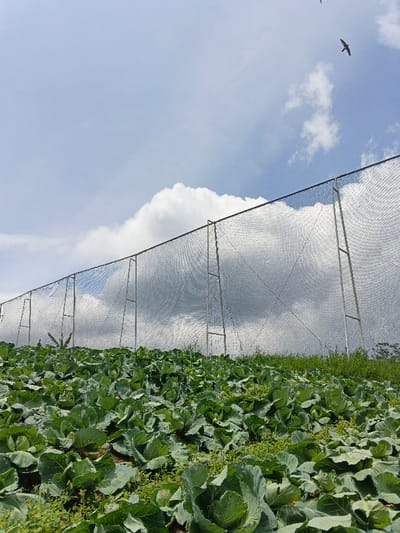 A field of green cabbages stretches towards a tall, netted fence supported by metal posts. The fence appears to protect the crop, possibly from birds. Above, a cloudy sky is punctuated by two birds in flight. The scene evokes a sense of agricultural productivity and protection from natural elements.