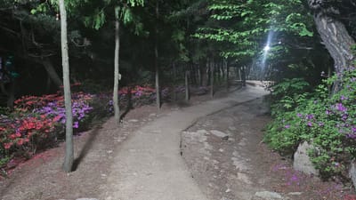 A dimly lit path winds through a wooded area in Ulsan, South Korea. The path is dirt and gravel, and lined with trees and flowering bushes. To the left of the path are bushes with red and purple flowers. To the right of the path are bushes with purple flowers. The trees are tall and thin, with green leaves. The ground is covered in pine needles and leaves. A streetlight in the distance illuminates the path. There are no people visible.