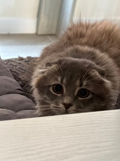 A Scottish Fold cat is lying down on a gray cushion with its head lowered. The cat has fluffy brown and gray fur, large round dark eyes, and folded ears. Its body is partially visible, with its back arched as it lies on the cushion. The background is out of focus and appears to be a light-colored wall or furniture. There is no indication of the location being in the city of Vovchynets, Ukraine, or any other specific location. The image is a close-up shot of the cat.