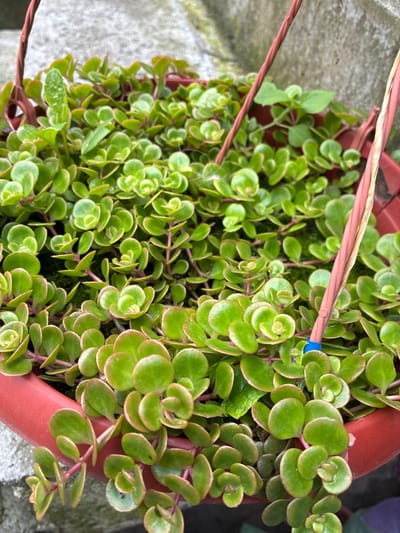 A close-up shot shows a hanging planter filled with numerous small, bright green, succulent-like plants. The plants have rounded, fleshy leaves with reddish-pink stems. They are densely packed, cascading over the sides of the red plastic pot. The background consists of a rough, grey concrete surface. The image does not contain any elements that would allow for the determination of a specific location in Chernoyarskaya, Russia.