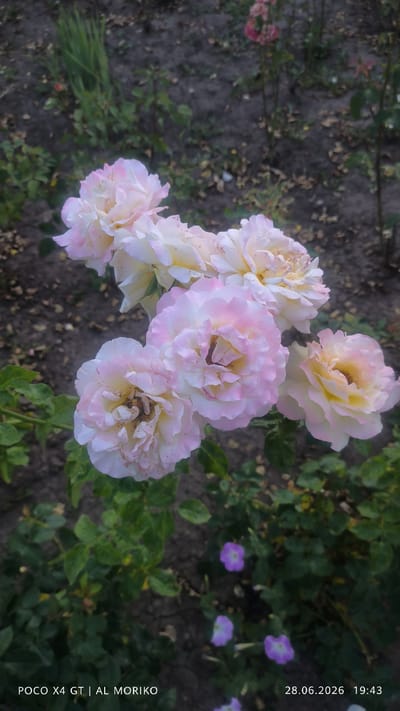 A close-up, vertical shot showcases a cluster of light pink and white roses with yellow centers. The roses appear to be in full bloom, with delicate, layered petals. Some of the petals have subtle pink speckles. The background consists of dry, dark soil with scattered fallen leaves and green foliage. In the lower portion of the frame, several small, light purple flowers with a darker center are visible amongst the green leaves. The lighting suggests it is daytime, possibly late afternoon or early evening. The image is a photograph taken outdoors in a garden setting.
Visible text at the bottom of the image reads: "POCO X4 GT | AL MORIKO" on the left, and "28.06.2026 19:43" on the right. The date "28.06.2026" is in the future, suggesting this is a placeholder or example. The location context provided is Bender, Moldova.