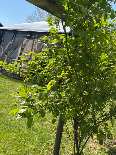The image shows a verdant tree with bright green leaves and thin, branching limbs, positioned with a slight tilt to the left. The backdrop includes a structure covered with a translucent white material, possibly a greenhouse or shelter, and an expansive lawn speckled with patches of light and shadow. A dark pole stands in the foreground, partially obscured by the tree's foliage. The photograph appears to have been taken on a bright, sunny day. The location is Aprilovo, Bulgaria.