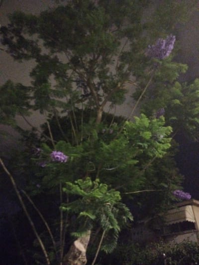 This is a low-light, slightly grainy photograph of a large tree with purple flowers at night in Or Akiva, Israel. The tree is densely leaved, with some branches bearing clusters of vibrant purple blossoms, particularly visible in the upper right and lower left portions of the image. The background is dark, suggesting nighttime, with hints of a muted, hazy sky. In the background on the right side, a portion of a building with a balcony or ledge is visible, partially obscured by the tree's foliage. The overall scene evokes a sense of a natural, perhaps slightly overgrown, environment at rest under the cover of darkness. The focus is on the tree and its distinctive purple flowers, which stand out against the darker tones of the night. No people or text are visible.
