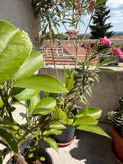 The image shows a close-up view of potted plants on a balcony overlooking a cityscape. In the foreground, a lemon tree with vibrant green leaves is prominently displayed, with its branches and stems visible. Behind it, a flowering oleander plant with pink blossoms adds a touch of color. Further in the background, a cactus in a terracotta pot is partially visible. The balcony itself has a textured gray wall and a tiled floor, with sunlight casting shadows from the plants. Beyond the balcony railing, a dense cluster of red-tiled roofs characterizes the urban landscape, with a large evergreen tree and a hill in the distance. The sky is partly cloudy and a bright blue. This scene is situated in the city of Svilengrad, Bulgaria. There are no people or animals present in the image.