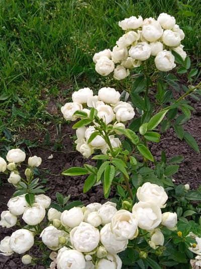 This media file depicts a close-up view of a cluster of white roses in a garden setting. The roses are the primary subjects, with many tightly closed buds and some partially opened blooms visible. They are a creamy white color, appearing fresh and in full bloom. The roses are growing on a plant with green leaves and thin, thorny stems.

The setting is outdoors, with dark soil visible around the base of the rose bush. In the background, lush green grass is present, suggesting a natural or cultivated garden environment. The lighting appears natural, consistent with daylight, and there are no indications of specific weather conditions beyond the presence of greenery, which implies favorable conditions for growth.

There are no people or animals clearly visible in the frame, though a very small, dark insect can be discerned on one of the rose petals. The overall impression is one of natural beauty and tranquility, focusing on the delicate details of the flowers. The location context is Luka, Ukraine, but this is not directly evident from the visual content itself. No text is visible in the image. The focus is solely on the botanical subject matter.